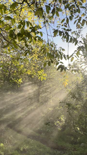 Lush green rainforest canopy with rays of sunlight piercing through the leaves.