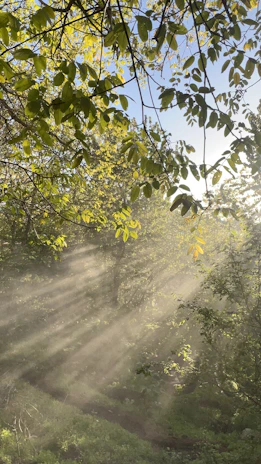 Lush green rainforest canopy with rays of sunlight piercing through the leaves.