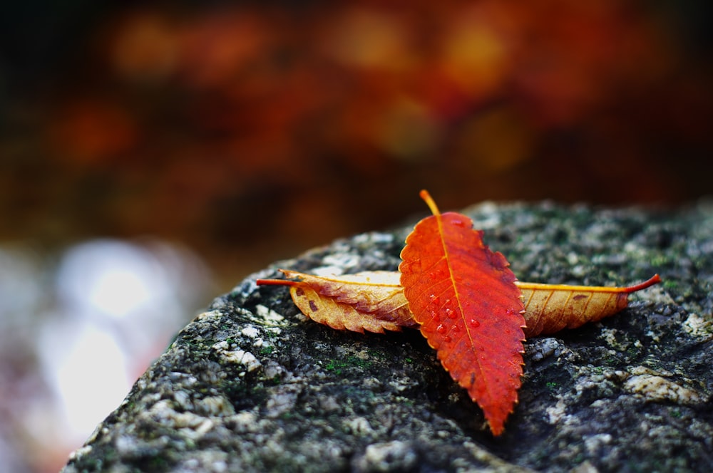 a red leaf laying on top of a rock