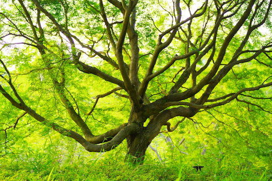 A majestic old oak tree with fresh green leaves glowing in the early morning light.