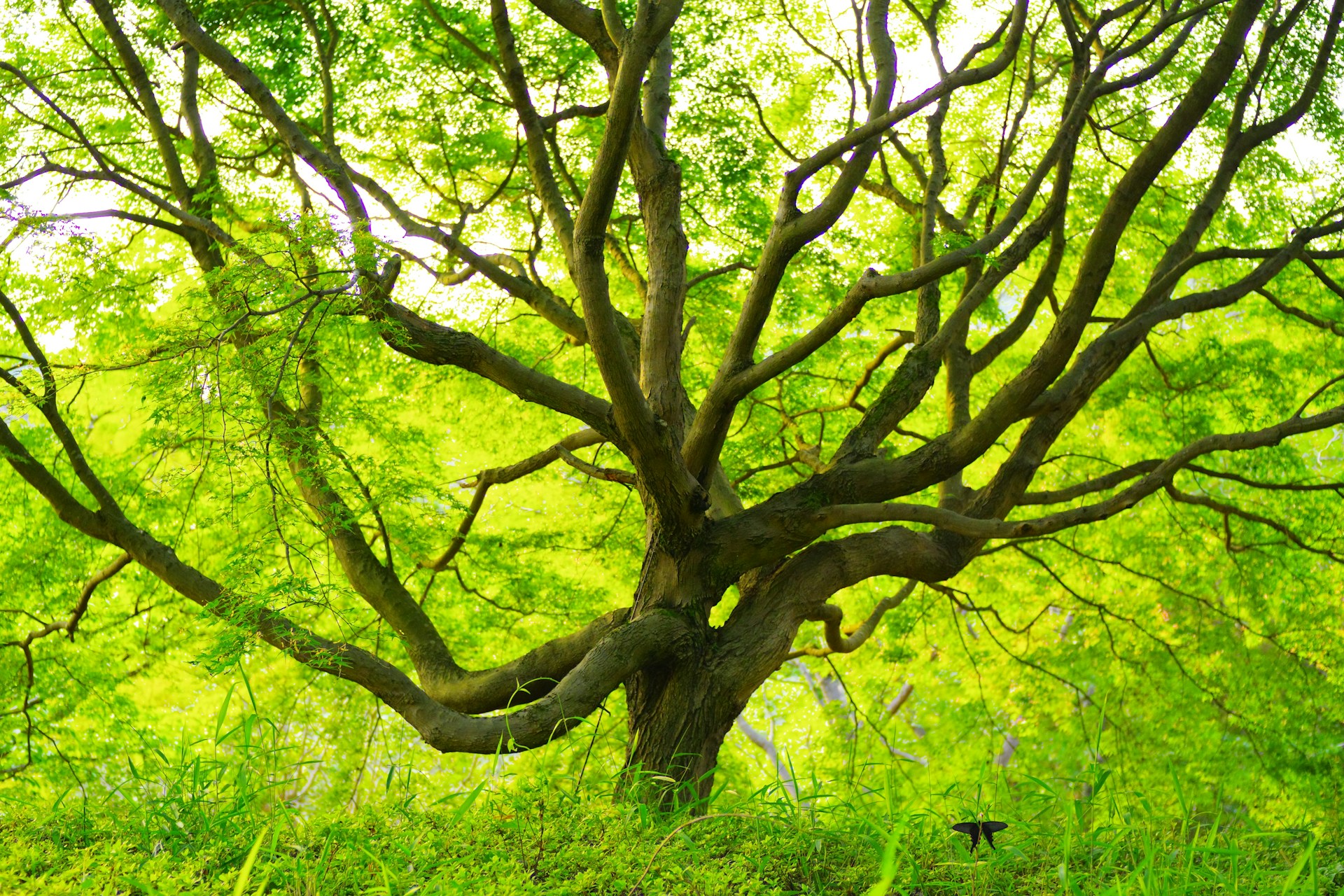 black and white bed linen