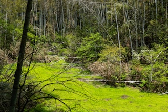 A lush, dense bamboo forest with various shades of green foliage and towering bamboo stalks. The ground is covered in bright green grass and there are a few fallen bamboo stalks. The scene is filled with natural light filtering through the trees.