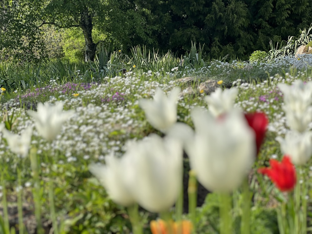 a field full of white and red flowers