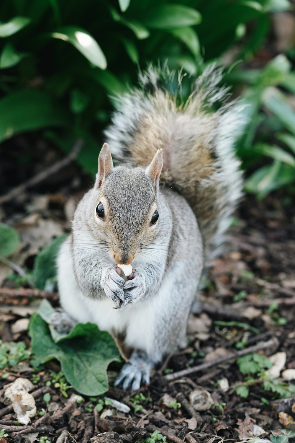 a squirrel is standing on its hind legs