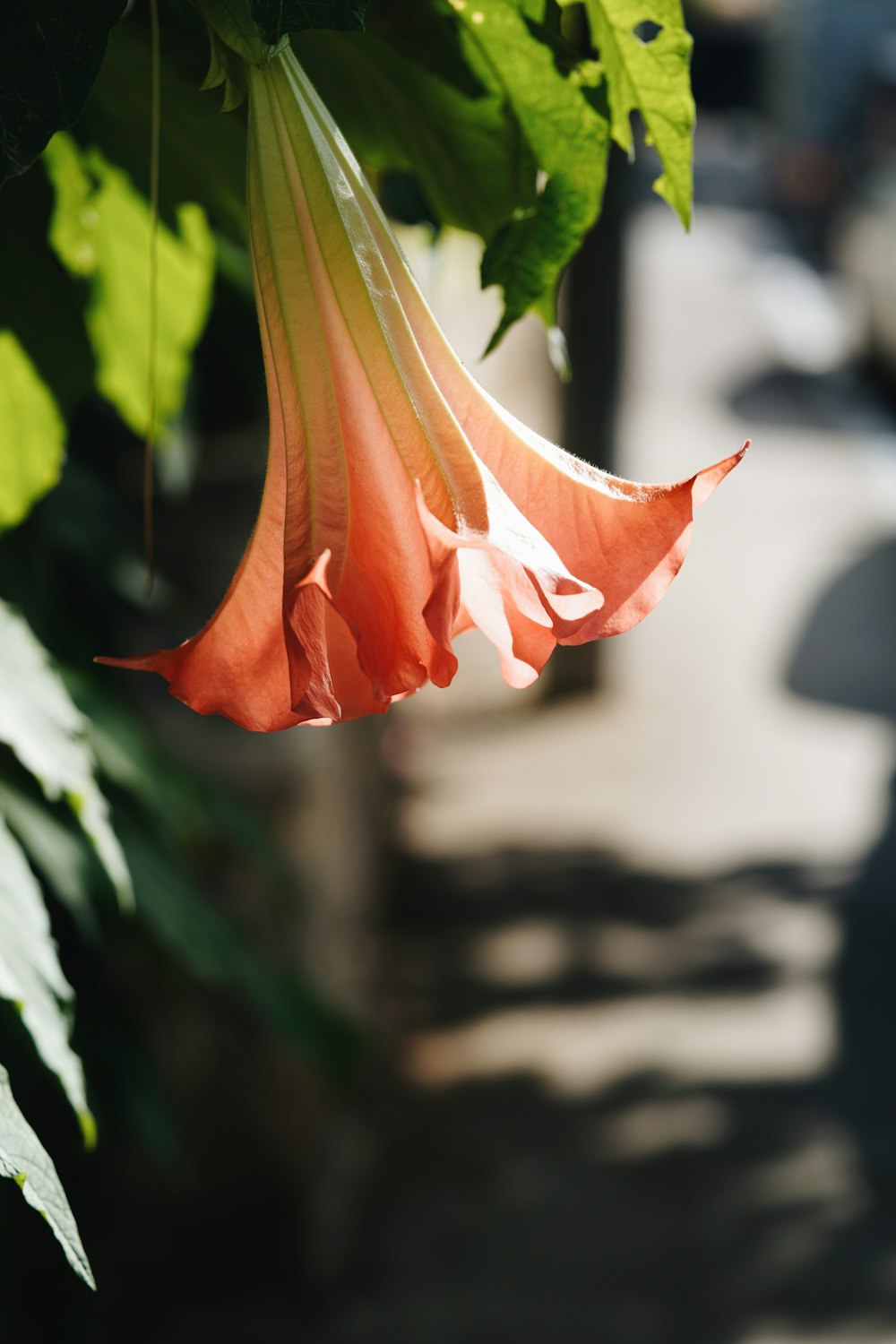 a close up of a flower on a plant