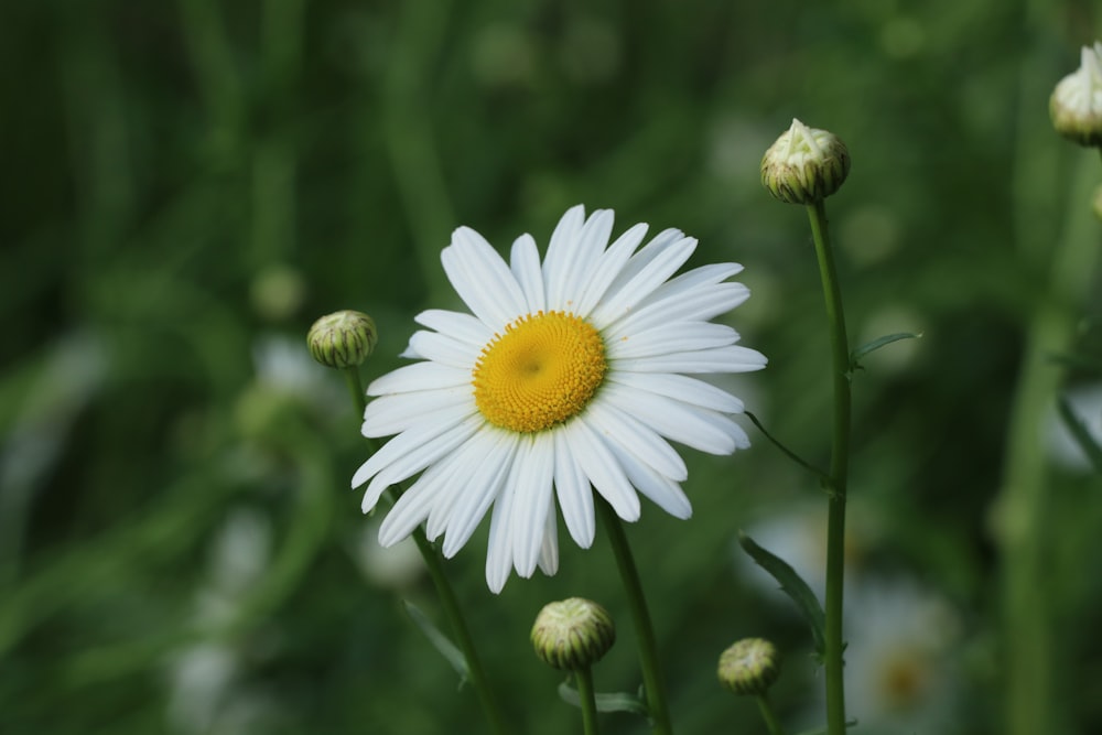 a close up of a white flower with a yellow center