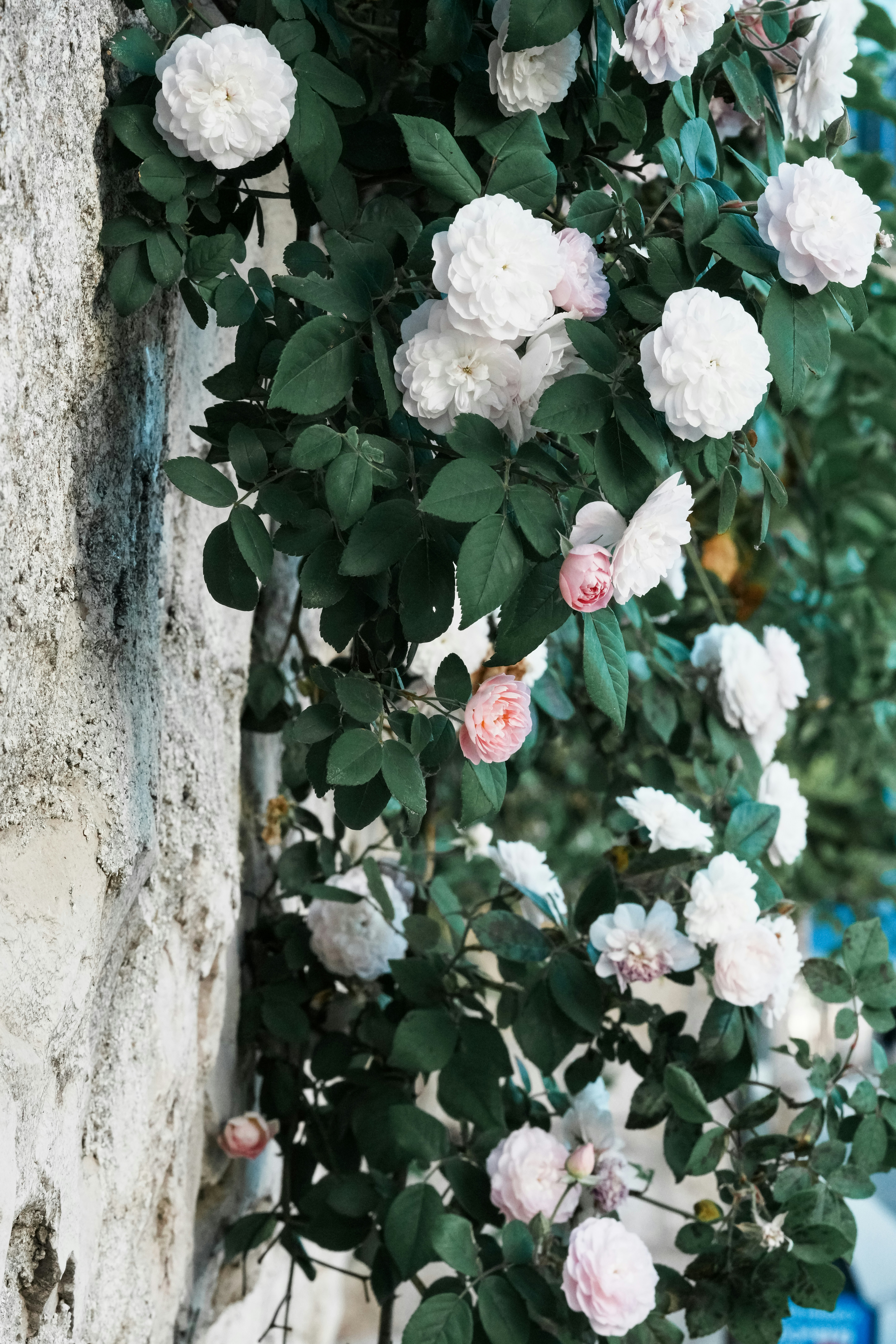 Un bouquet de fleurs blanches et roses sur un arbre photo Photo