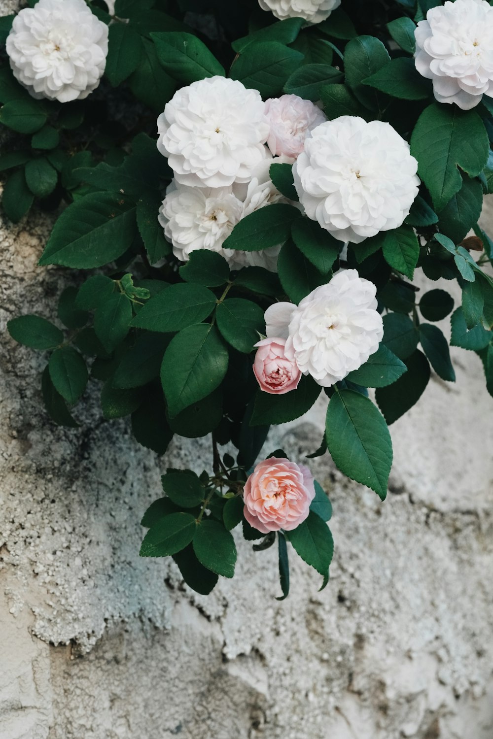 a bunch of white and pink flowers growing on a stone wall