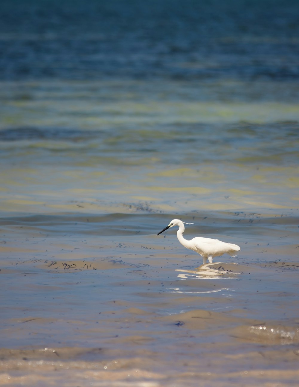 a white bird is standing in the water