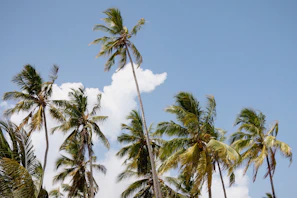 Tall Qassim palm trees swaying gently in the breeze against a clear blue sky