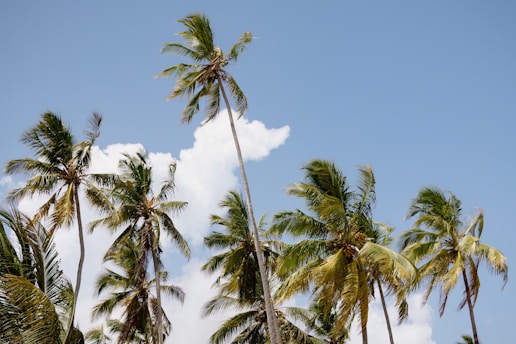 A sunlit palm tree swaying gently against a clear blue Southern California sky.