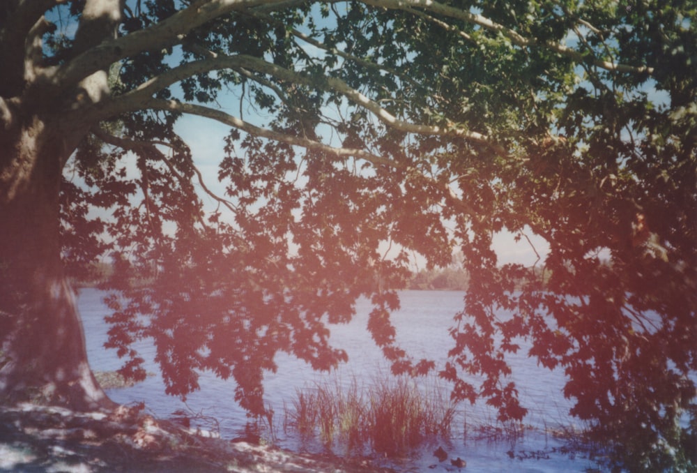 a view of a body of water through some trees