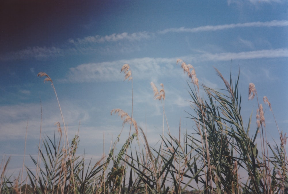 um campo de grama alta com um céu azul no fundo