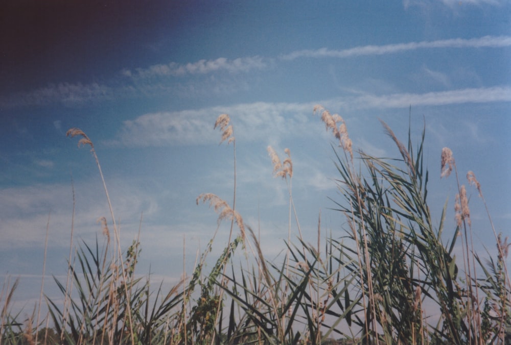 a field of tall grass with a blue sky in the background