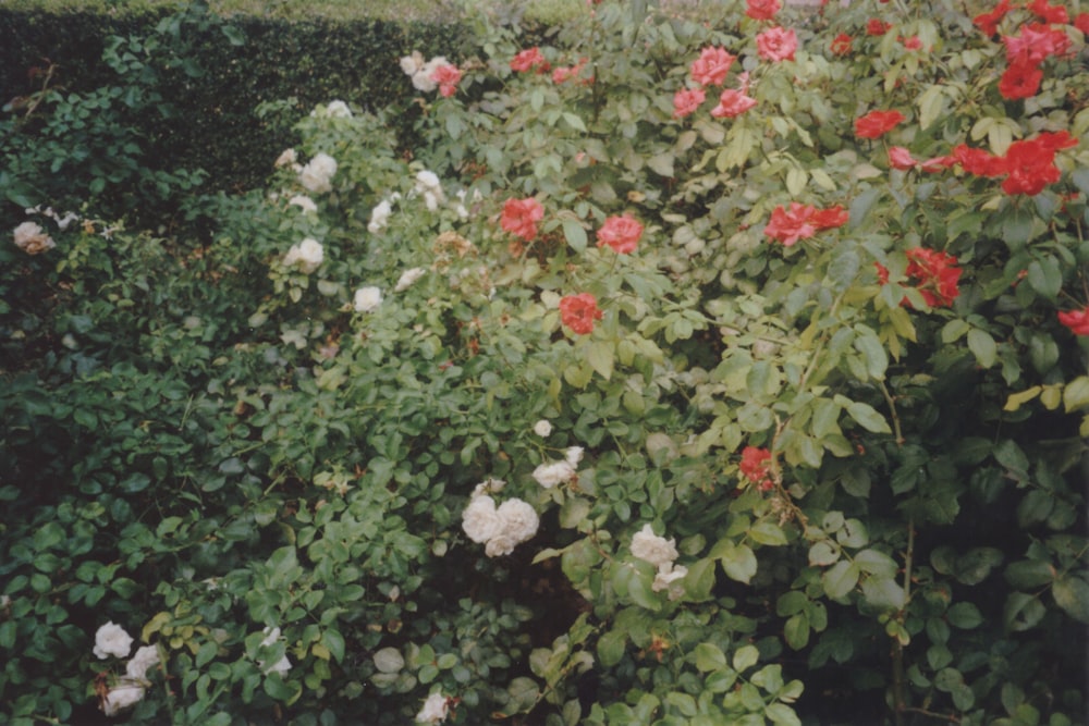 red and white flowers growing in a garden