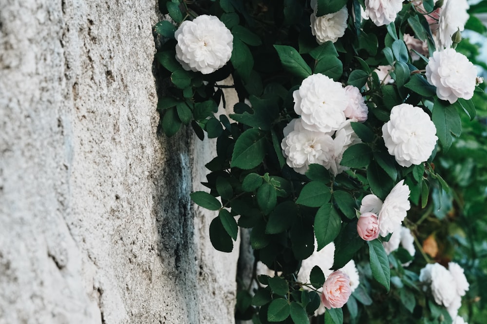 a bunch of white flowers growing on a stone wall
