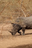 A rhino is standing on dry, sandy ground, partially obscured by sparse, leafless bushes with thin branches. The environment appears arid and desolate, reflecting a typical savannah or dry woodland habitat.
