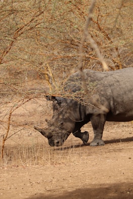 A rhino is standing on dry, sandy ground, partially obscured by sparse, leafless bushes with thin branches. The environment appears arid and desolate, reflecting a typical savannah or dry woodland habitat.