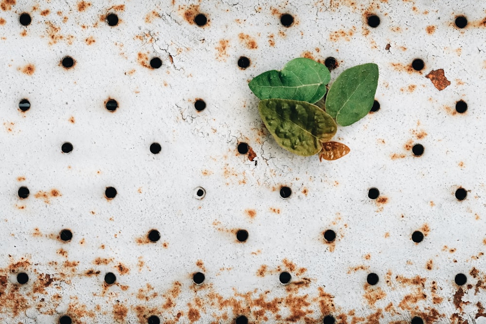 a plant is growing out of a rusted metal surface