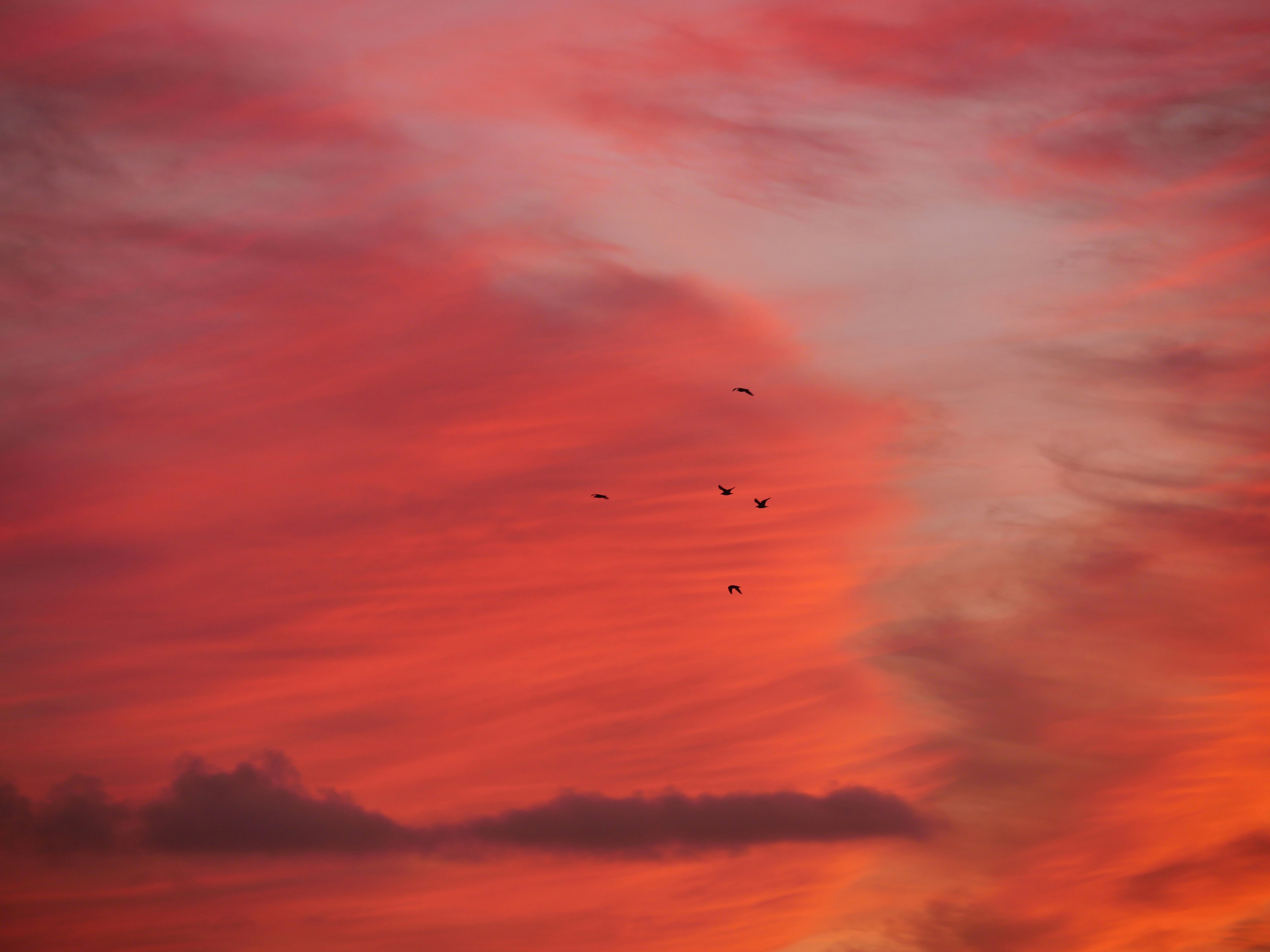 Photo by nimbus_vulpis