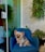 a small dog sitting in a blue chair