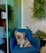 a small dog sitting in a blue chair