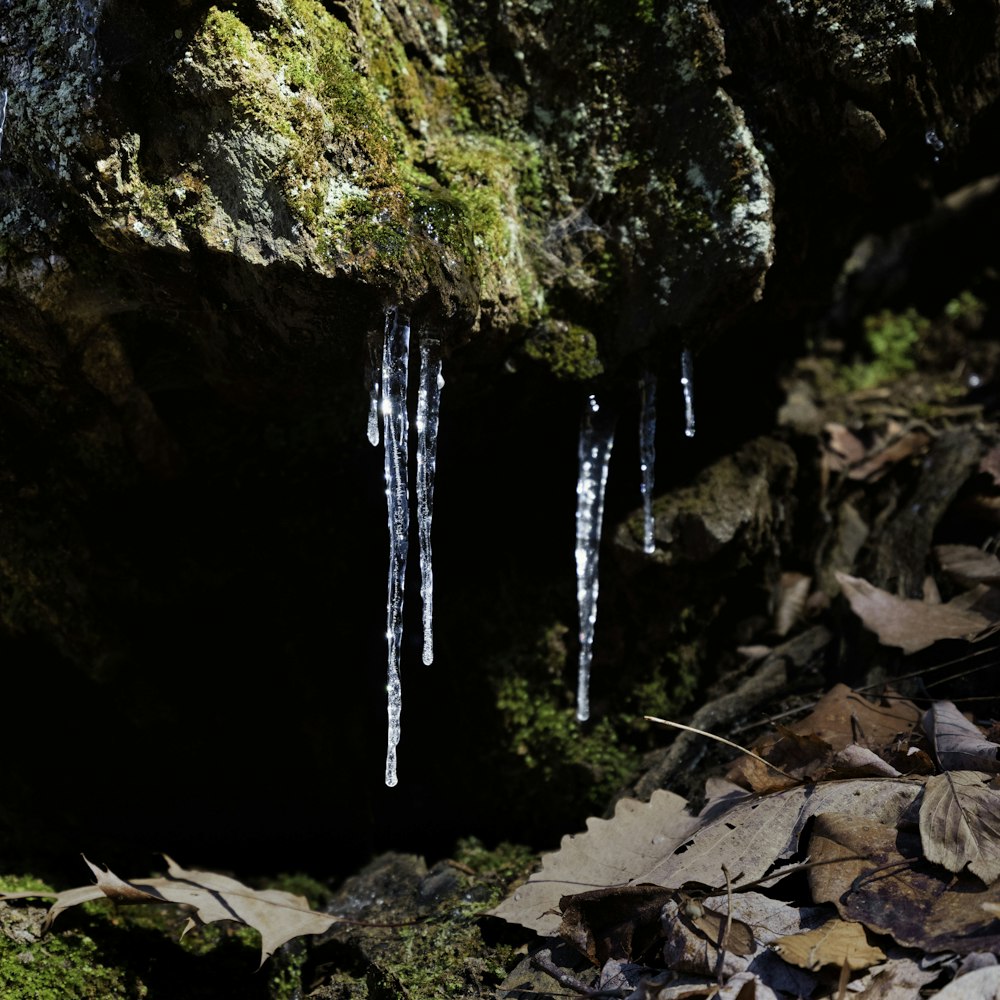 icicles hanging from a rock in the woods