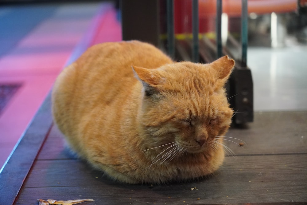 an orange cat is sleeping on the ground