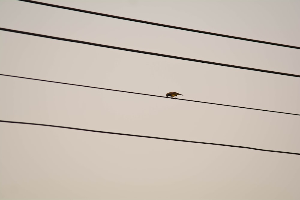 a bird sitting on a power line with a sky background
