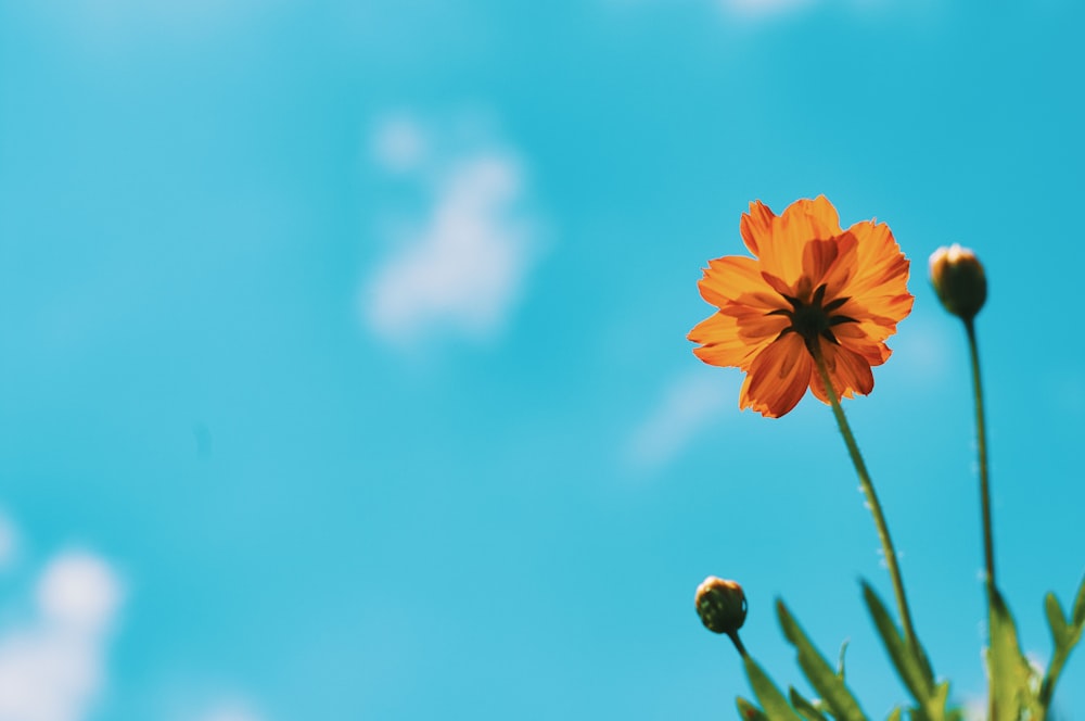 a single orange flower sitting on top of a green plant