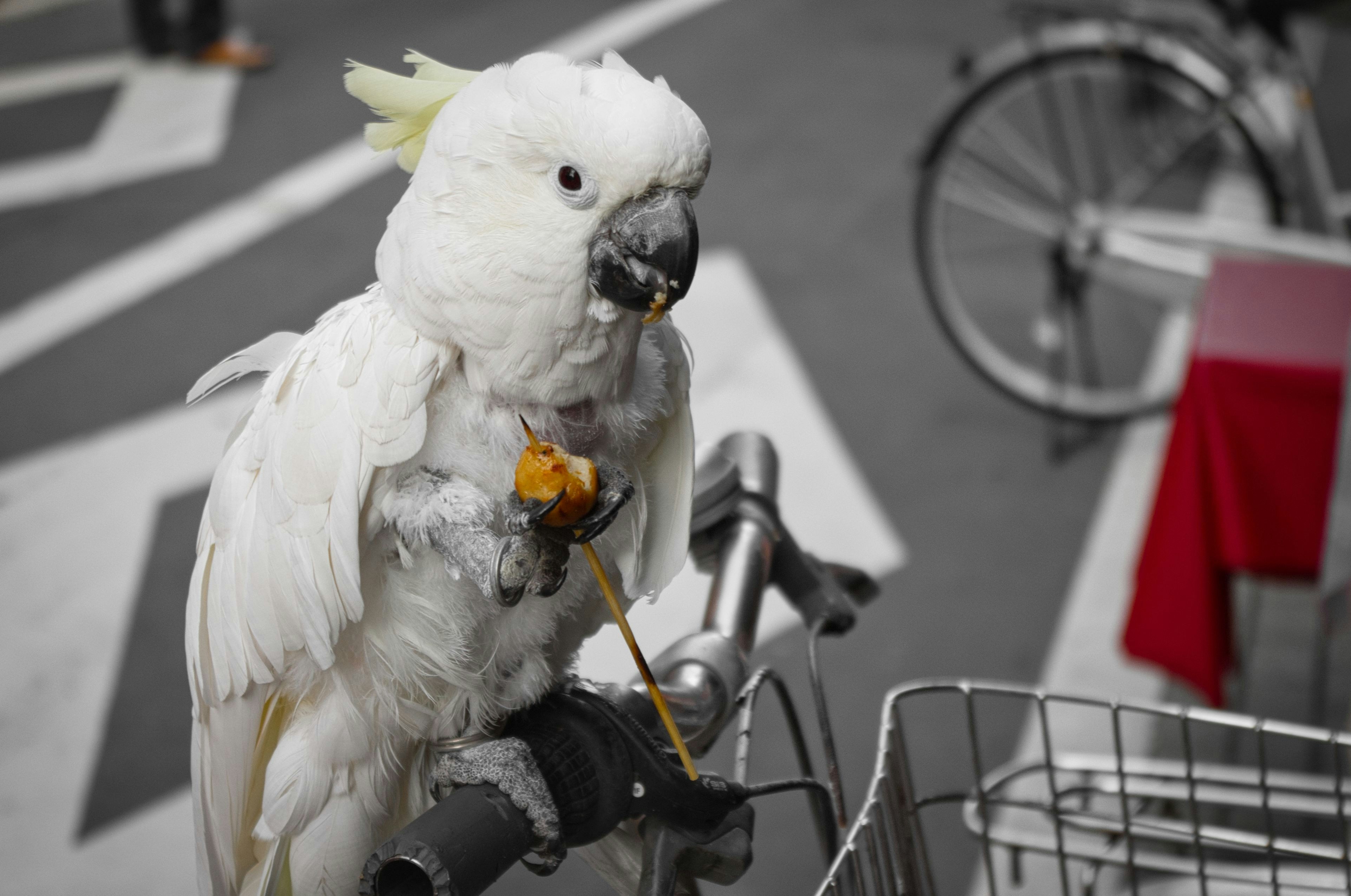 a white parrot sitting on the handle bars of a bicycle