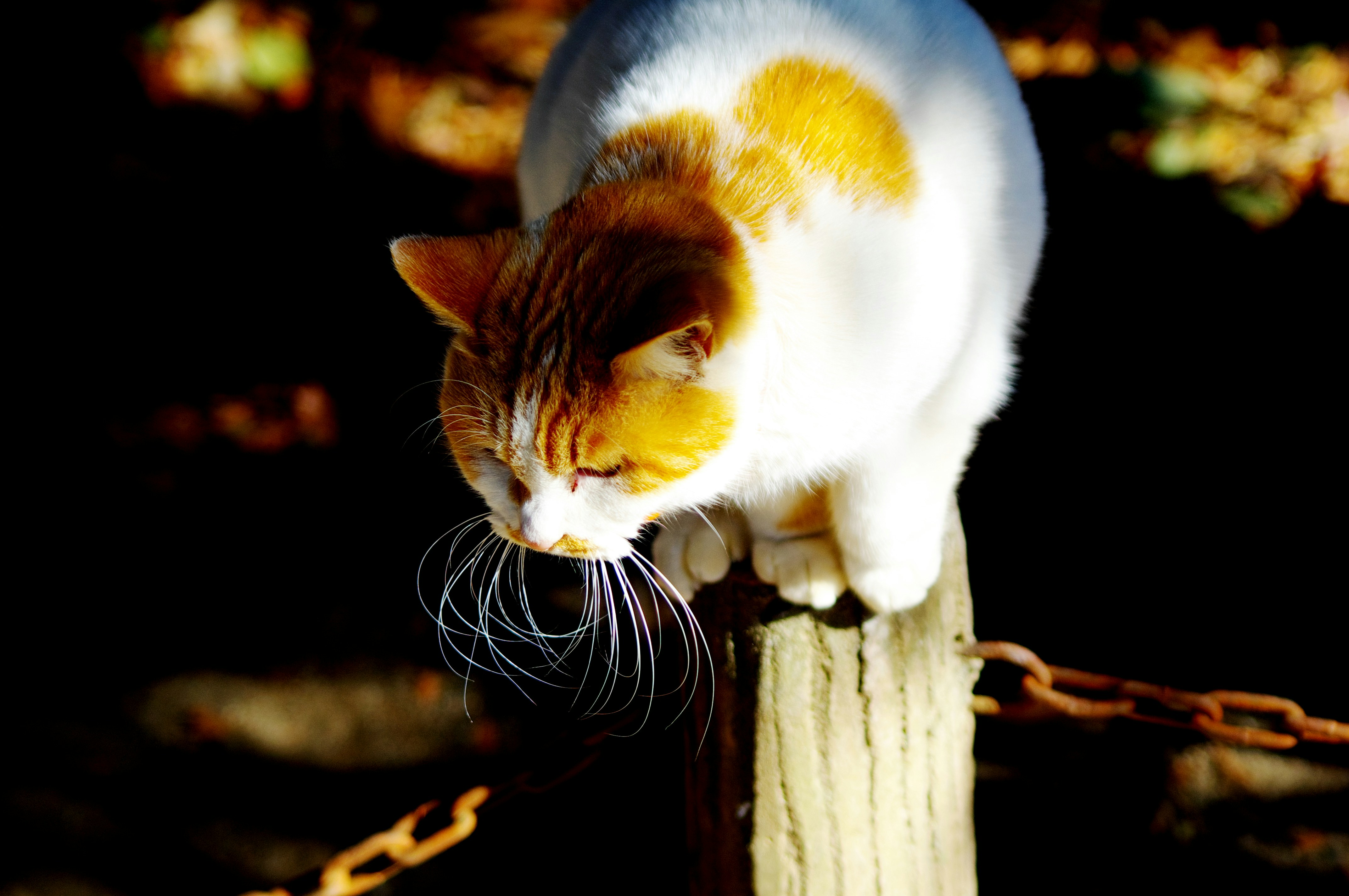 a cat standing on top of a wooden post
