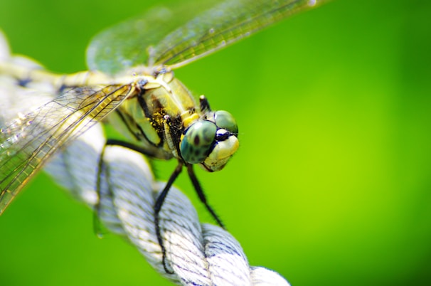 Macro shot of a dragonfly’s intricate wing patterns against a blurred green background