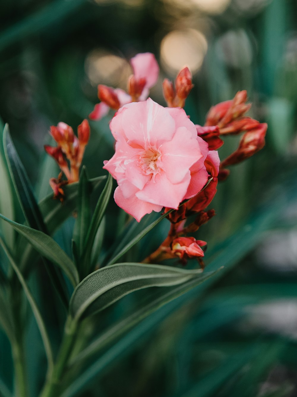 a close up of a pink flower with green leaves