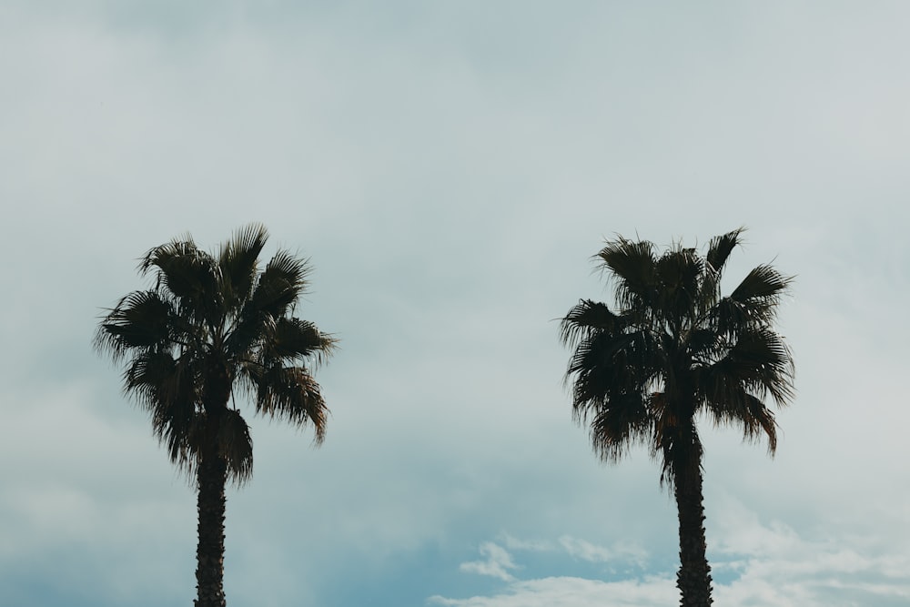 two palm trees against a cloudy sky