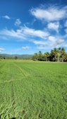 Lush green agricultural fields stretching under a clear blue sky in Indonesia.