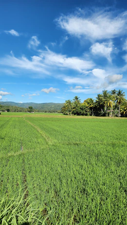 Lush green ragi fields under a bright blue sky in Karnataka, India.