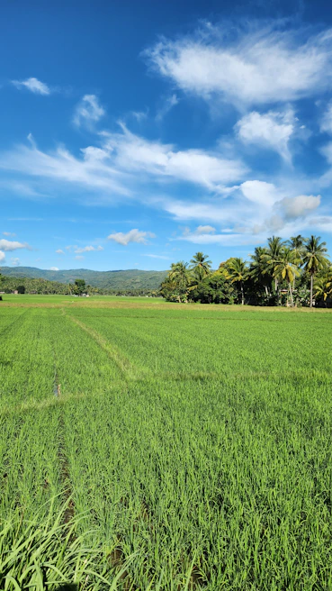 Lush green rice fields stretching towards distant hills under a clear blue sky