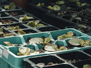 Seedlings in plastic trays are arranged in rows, with small green leaves emerging from dark soil. The trays are light blue and appear to be set outdoors, likely in a garden or nursery environment.