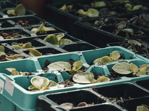 Seedlings in plastic trays are arranged in rows, with small green leaves emerging from dark soil. The trays are light blue and appear to be set outdoors, likely in a garden or nursery environment.