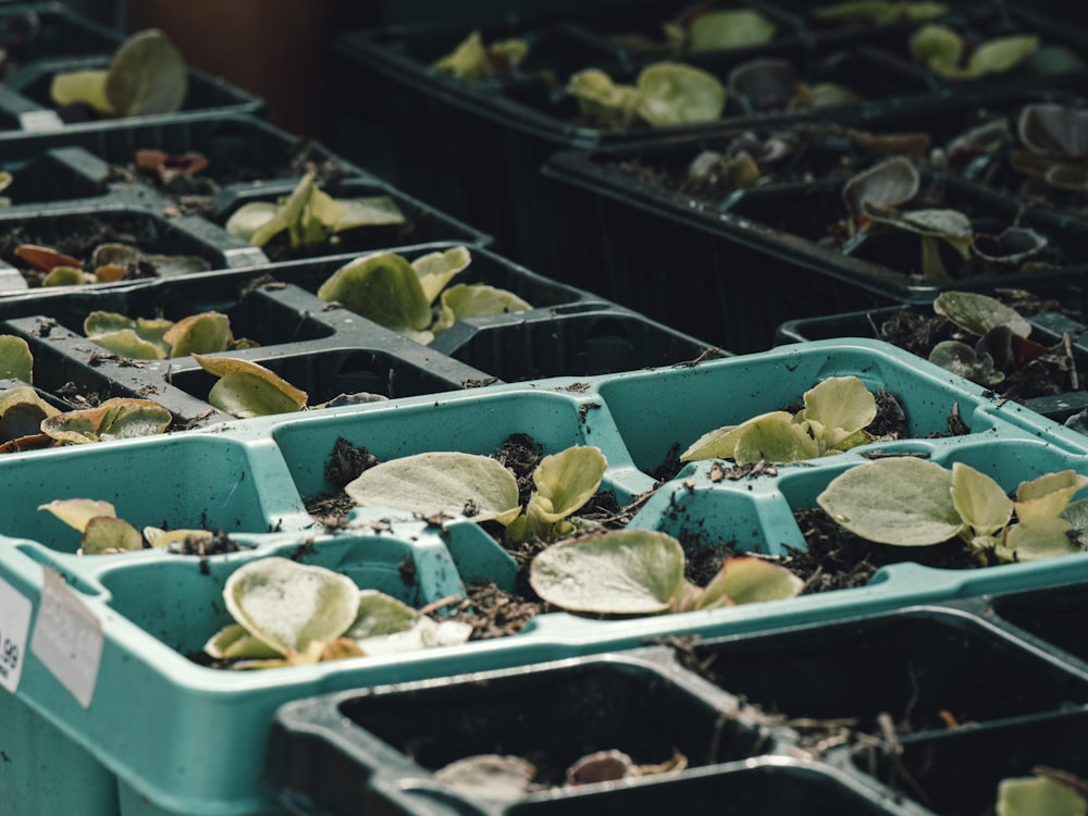 a group of plastic containers filled with plants