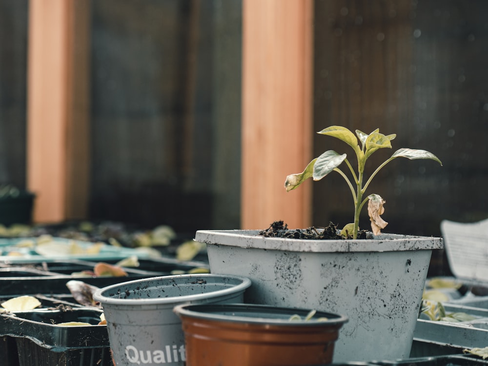 a potted plant is sitting on a table