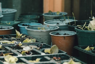 A collection of various plant pots and trays filled with soil and small plants, possibly seedlings. The pots are in different colors, including green and orange, and are arranged closely together in an outdoor or greenhouse setting.