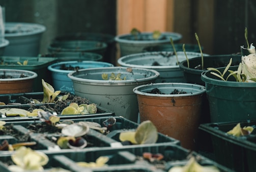 A collection of various plant pots and trays filled with soil and small plants, possibly seedlings. The pots are in different colors, including green and orange, and are arranged closely together in an outdoor or greenhouse setting.