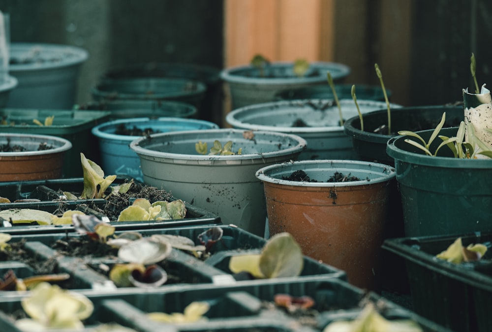 a bunch of potted plants sitting on top of a table