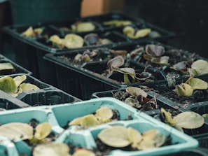Several trays filled with potting soil and young plant seedlings are arranged in a greenhouse or gardening setting. The seedlings have small, tender leaves, and are positioned in rows within compartmentalized trays.