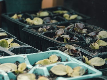 Several trays filled with potting soil and young plant seedlings are arranged in a greenhouse or gardening setting. The seedlings have small, tender leaves, and are positioned in rows within compartmentalized trays.