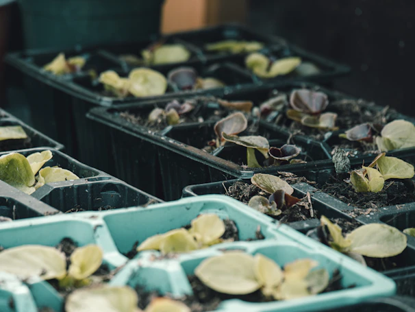 Commercial seedling trays filled with young plants ready for transplanting in a nursery.