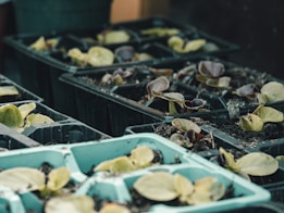 Several trays filled with potting soil and young plant seedlings are arranged in a greenhouse or gardening setting. The seedlings have small, tender leaves, and are positioned in rows within compartmentalized trays.