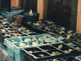 Multiple trays filled with small plant seedlings are lined up on a surface, with various pots visible in the background. The seedlings have green leaves and are placed in black and turquoise trays.